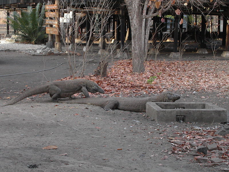 800px-komodo-dragon-1
