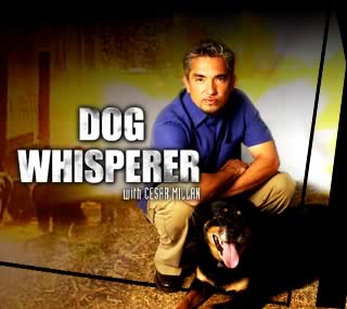 dog-whisperer