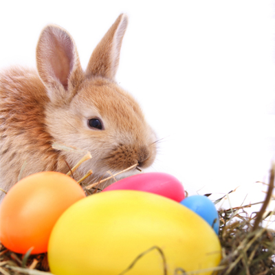 easter-bunny-400x400 easter bunny 400x400 Un Paste Fericit!