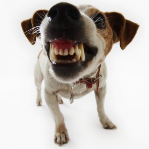 Jack Russell Terrier Snarling all dogs can bite. Children beware 300x300 Pericol public