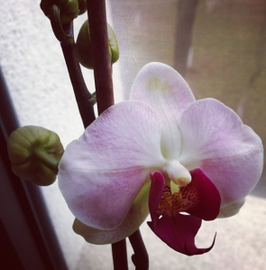 Orhideea mea draga