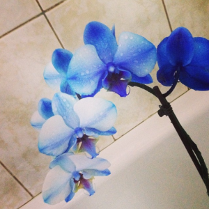 orhidee-albastra