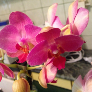 orhidee-roz-galbena