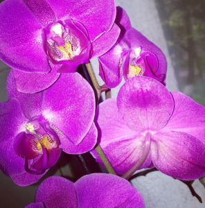 orhidee-roz-inchis