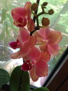 Orhidee Phalaenopsis Baldan's Kaleidoscope