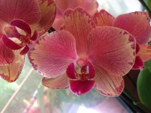 Phalaenopsis Baldan's Kaleidoscope